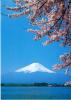 富士山と桜 河口湖畔