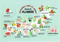 日本の花 Sweet Japanese Flowers